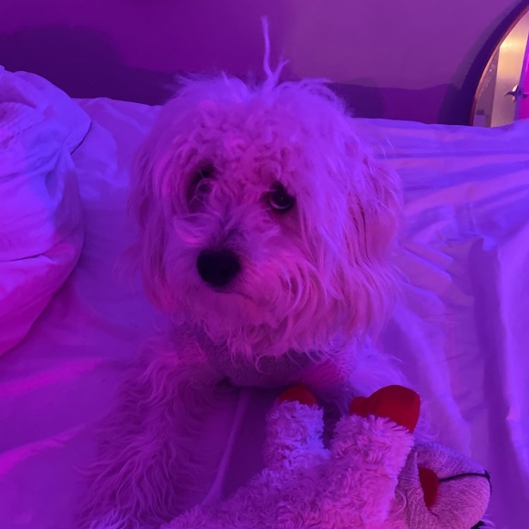 Meet your Posher, Sophia - Picture 1 of 1